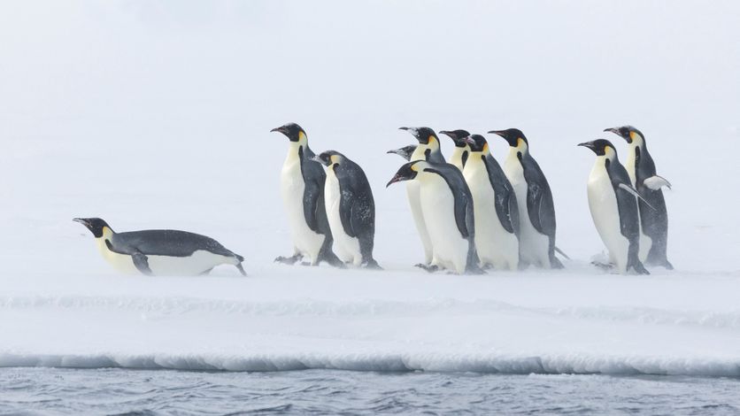 Le manchot empereur classé en danger par l'UICN : la fonte des glaces menace l'espèce d'extinction imminente.
